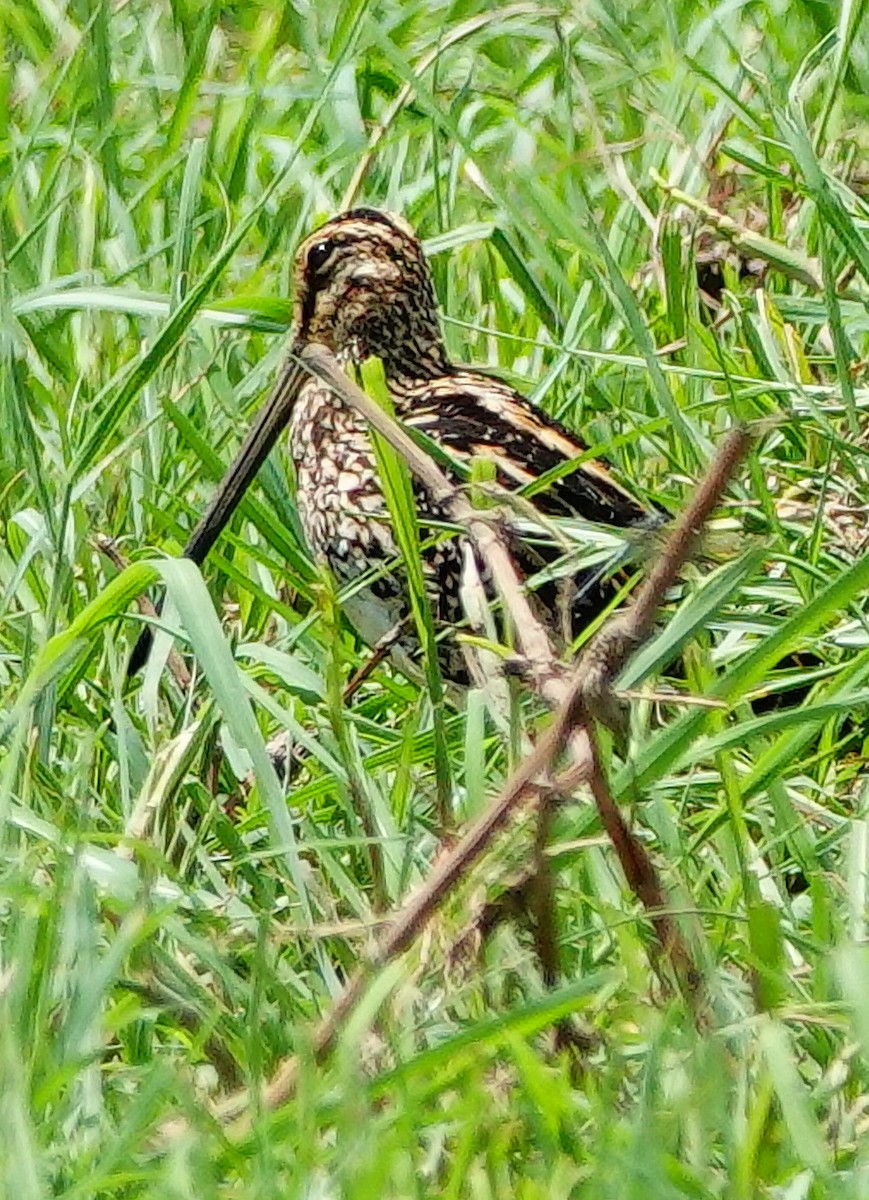 African Snipe - ML646215393