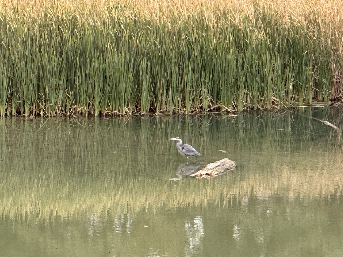 Great Blue Heron - ML646215394