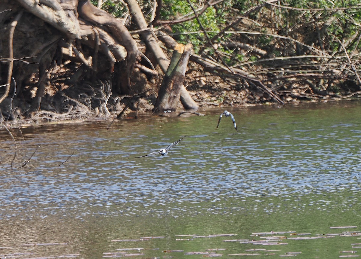 Belted Kingfisher - ML646215395