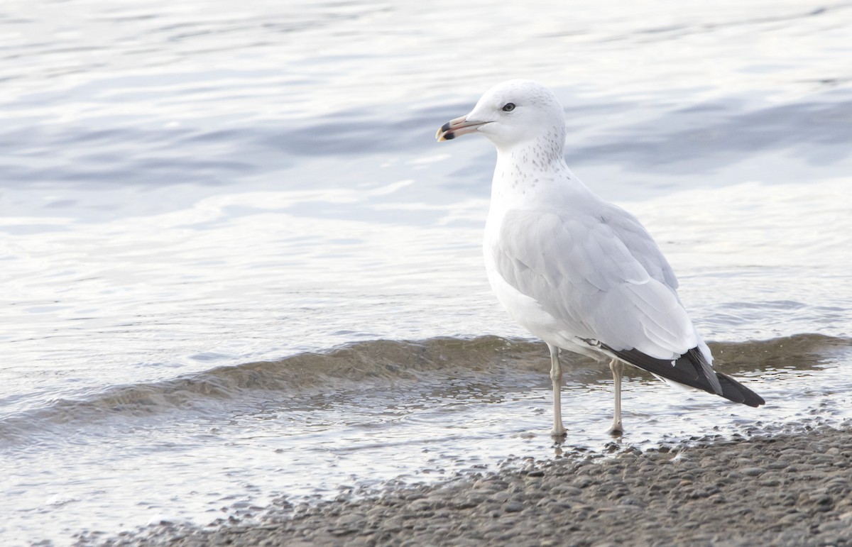 Ring-billed Gull - ML646215396