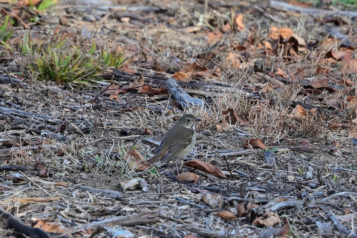 Hermit Thrush - ML646215397