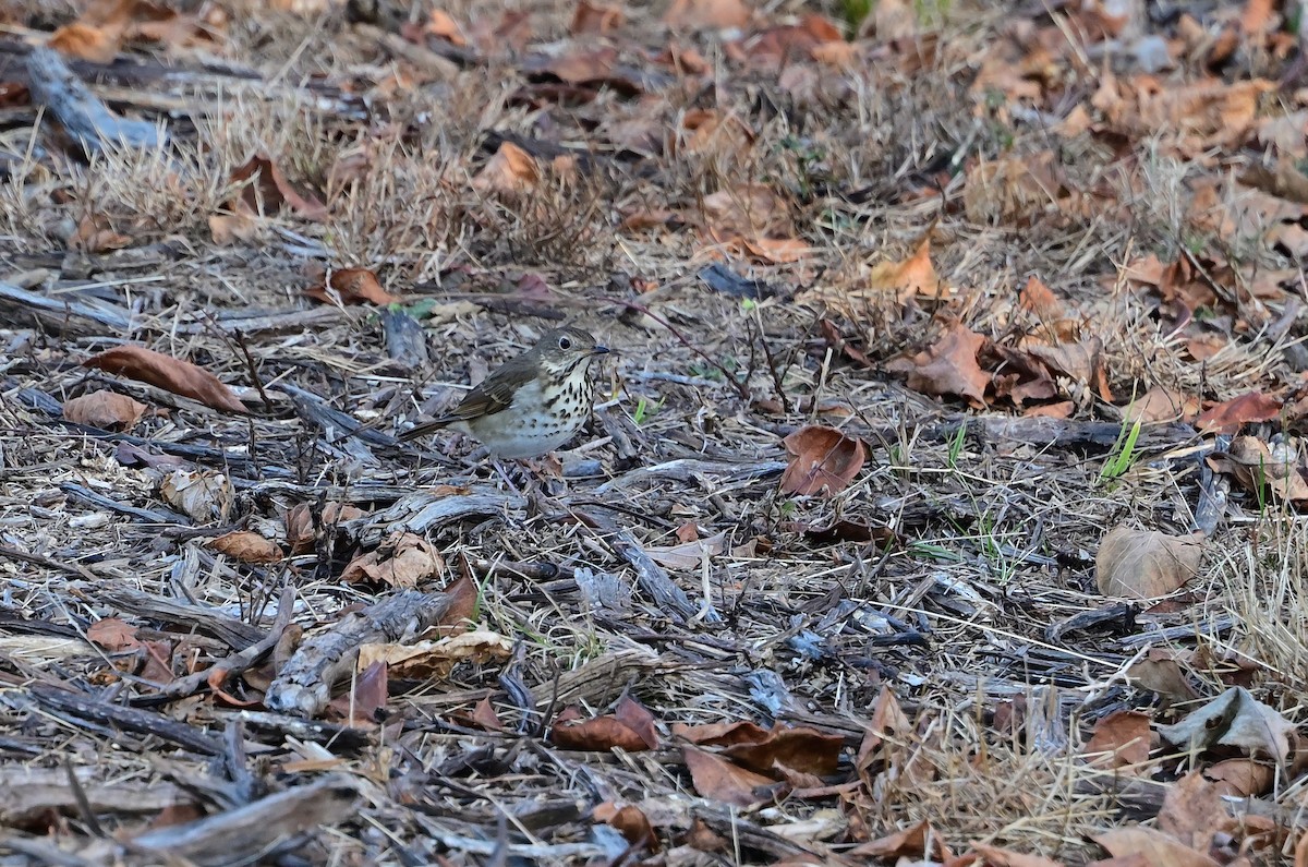 Hermit Thrush - ML646215398