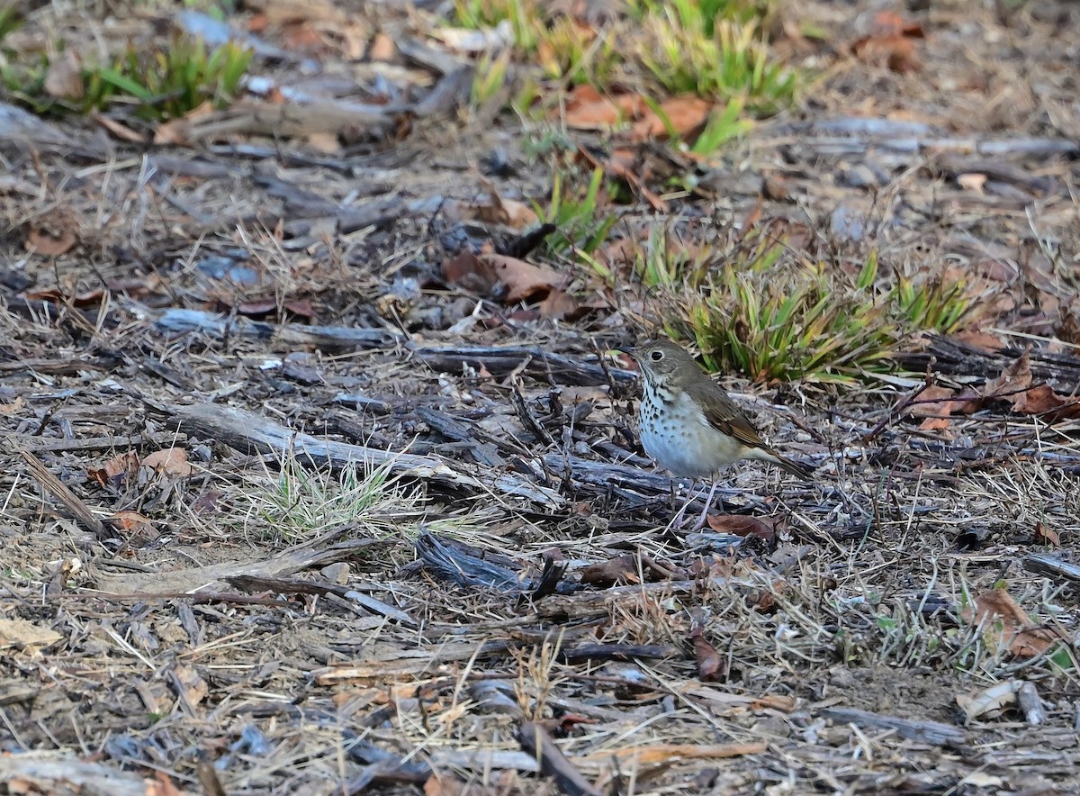 Hermit Thrush - ML646215399