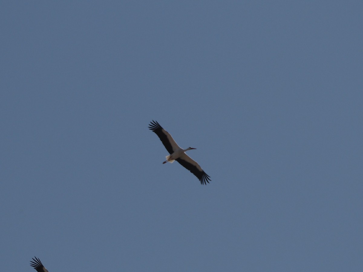 White Stork - ML646215400