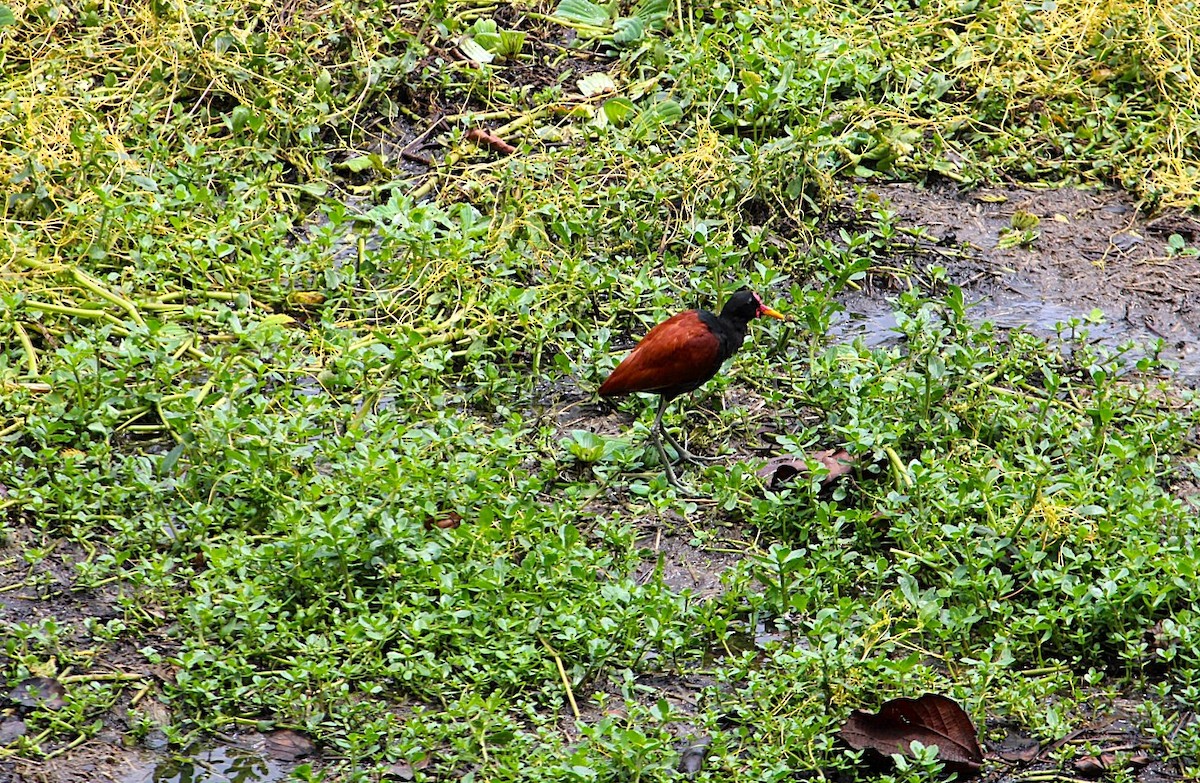 Wattled Jacana - ML646215401