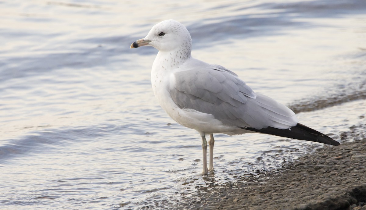 Ring-billed Gull - ML646215402