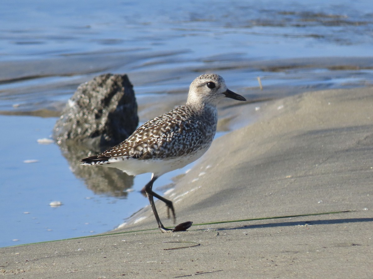 Black-bellied Plover - ML646215405