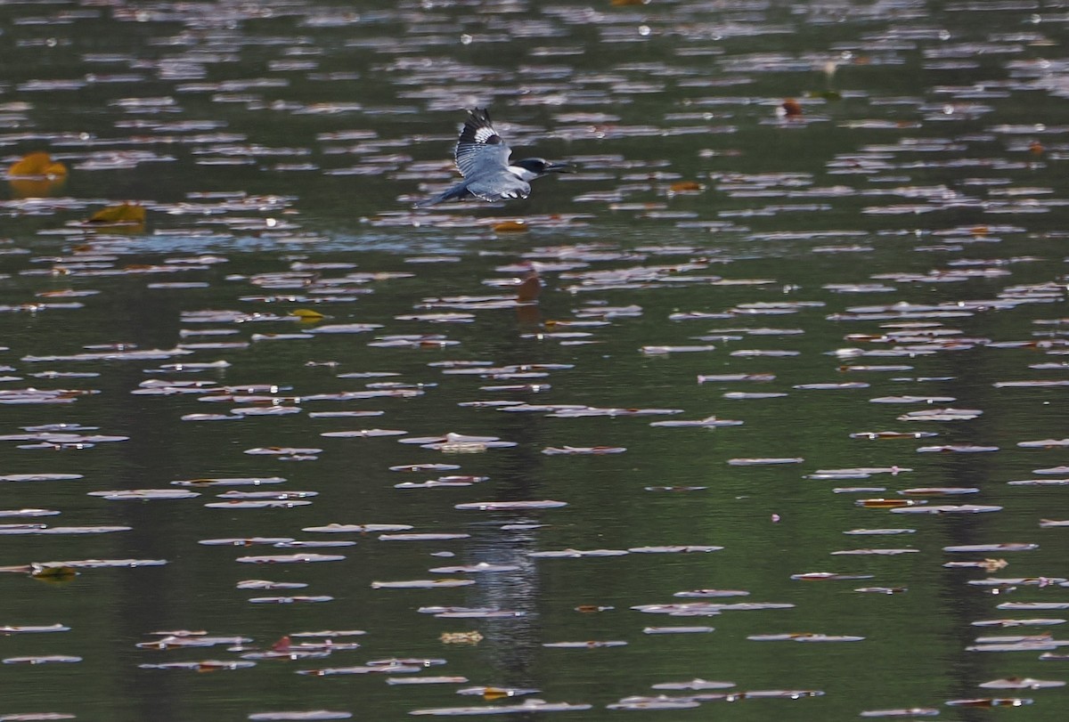 Belted Kingfisher - ML646215406
