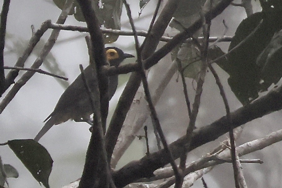 Arfak Honeyeater - ML646215407