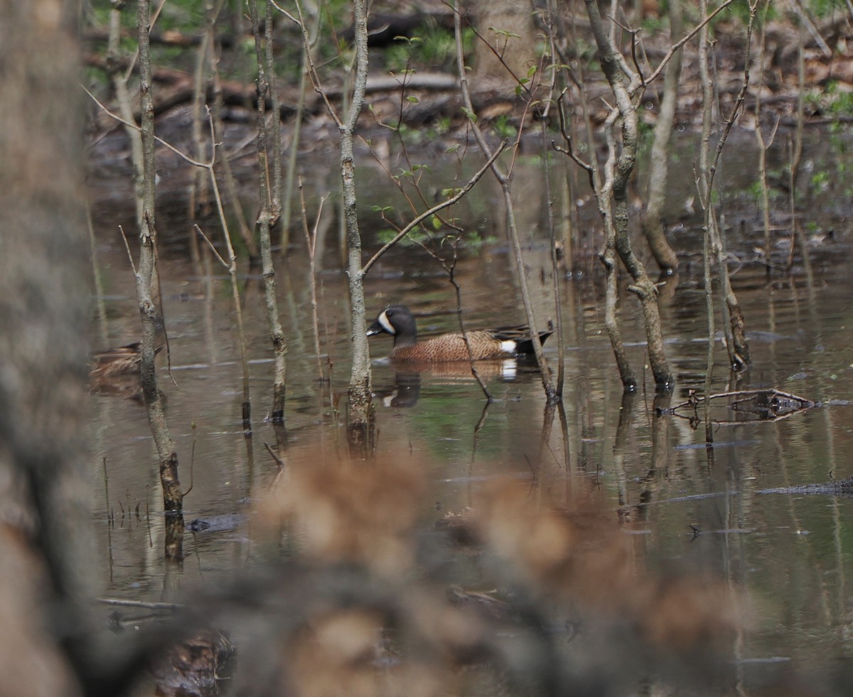 Blue-winged Teal - ML646215409