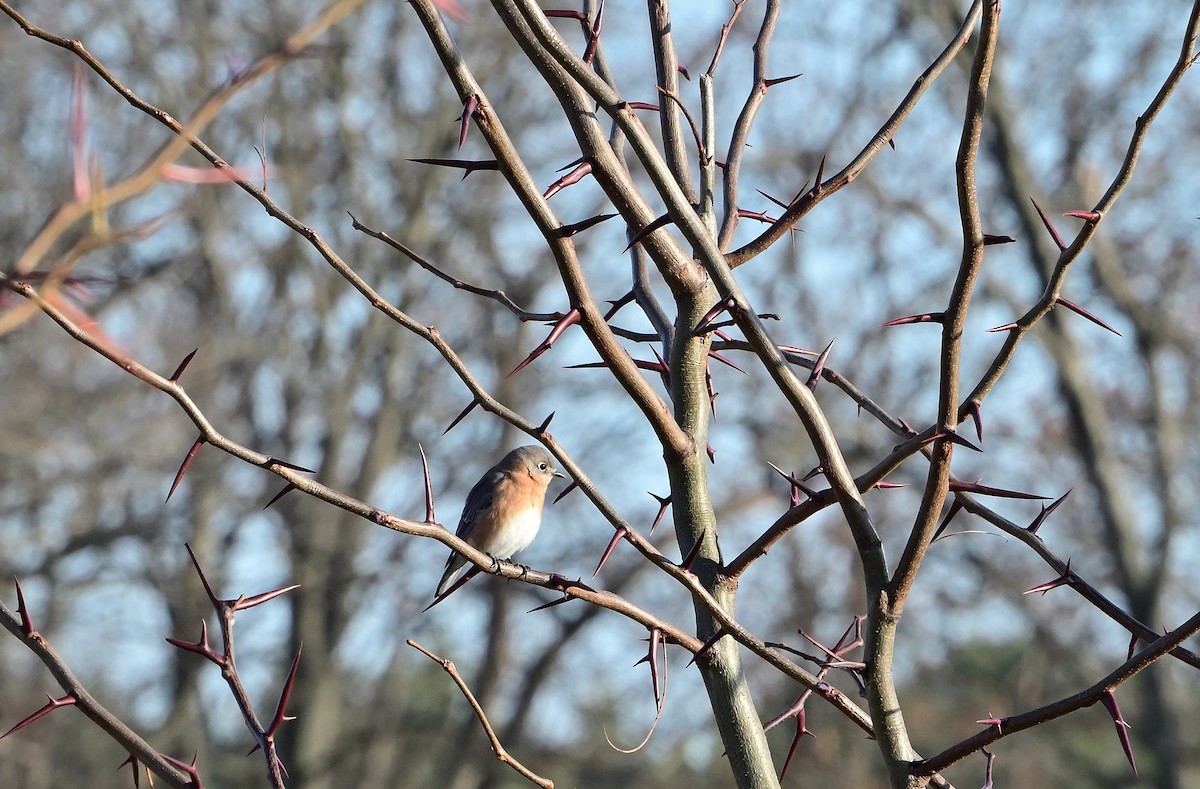 Блакитник східний - ML646215410