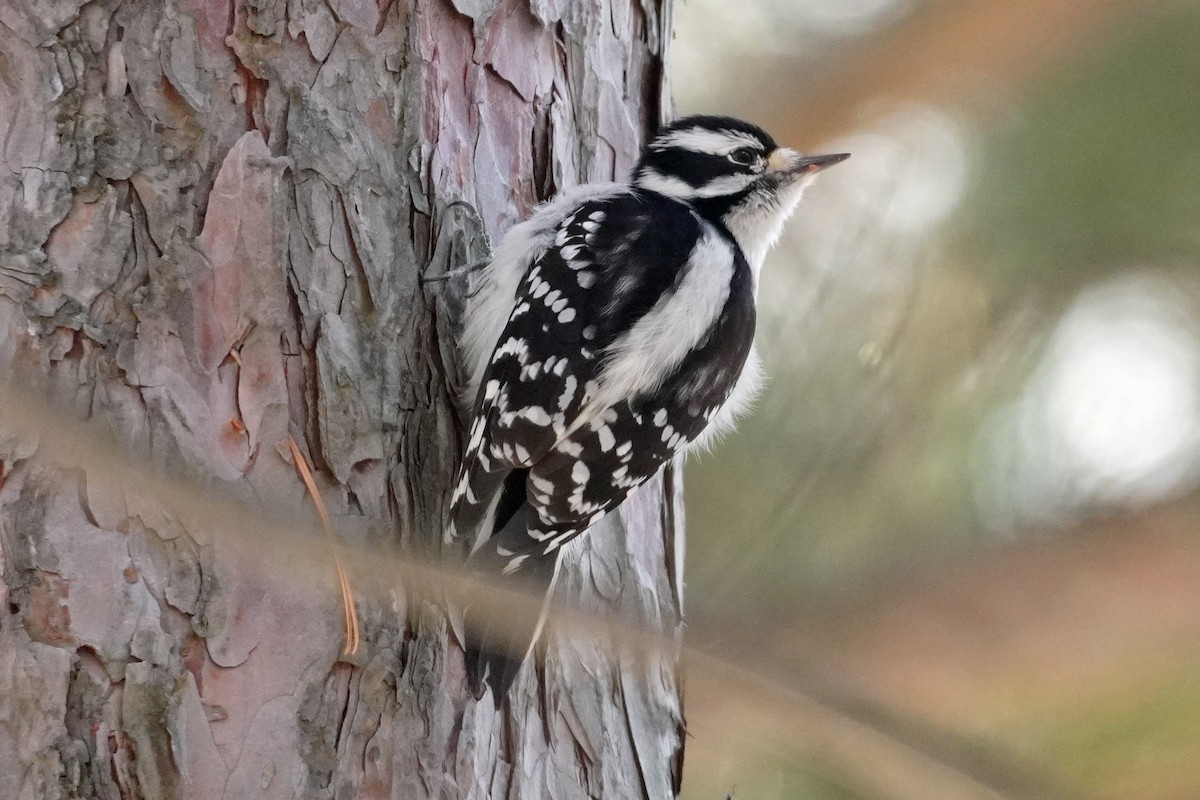 Downy Woodpecker - ML646215411