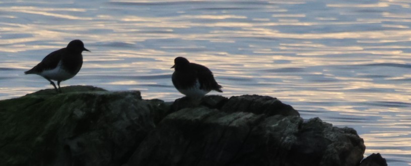 Black Turnstone - ML646215416