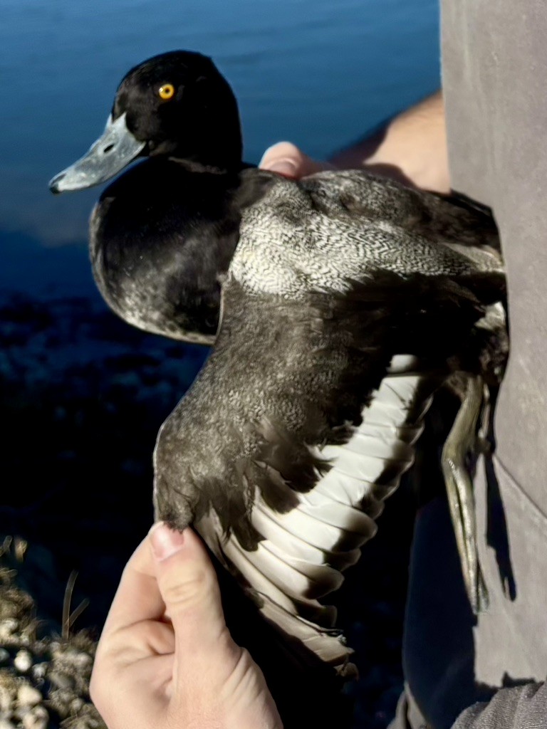 Lesser Scaup - ML646215417