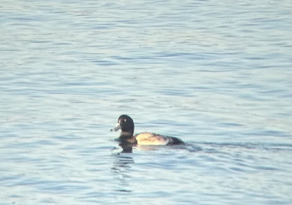 Greater Scaup - ML646215418