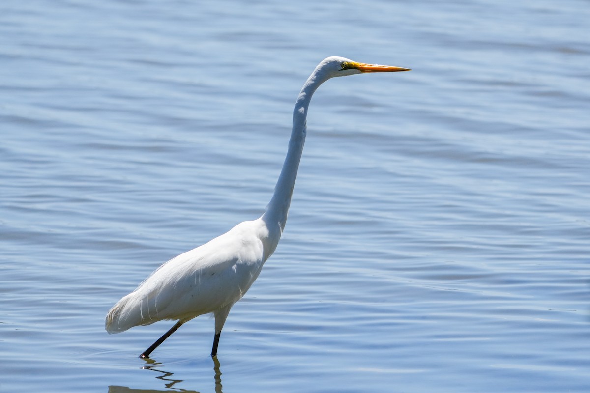 Koartza zuria - ML646215421