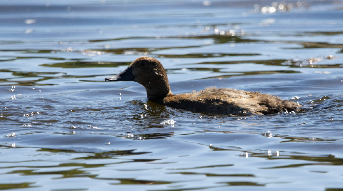 Common Pochard - ML646215422