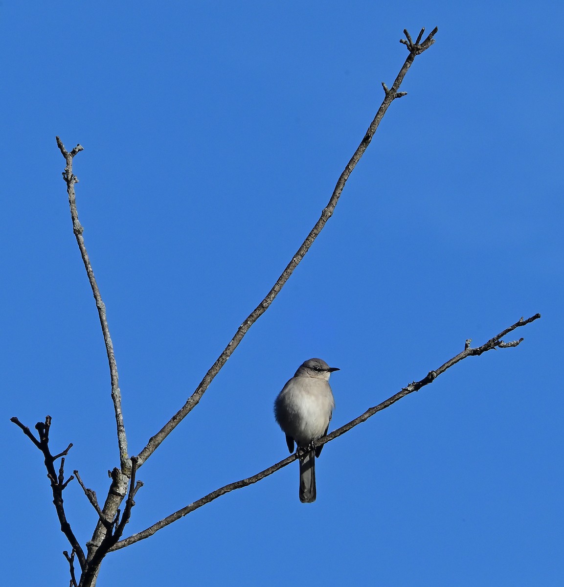 Northern Mockingbird - ML646215425