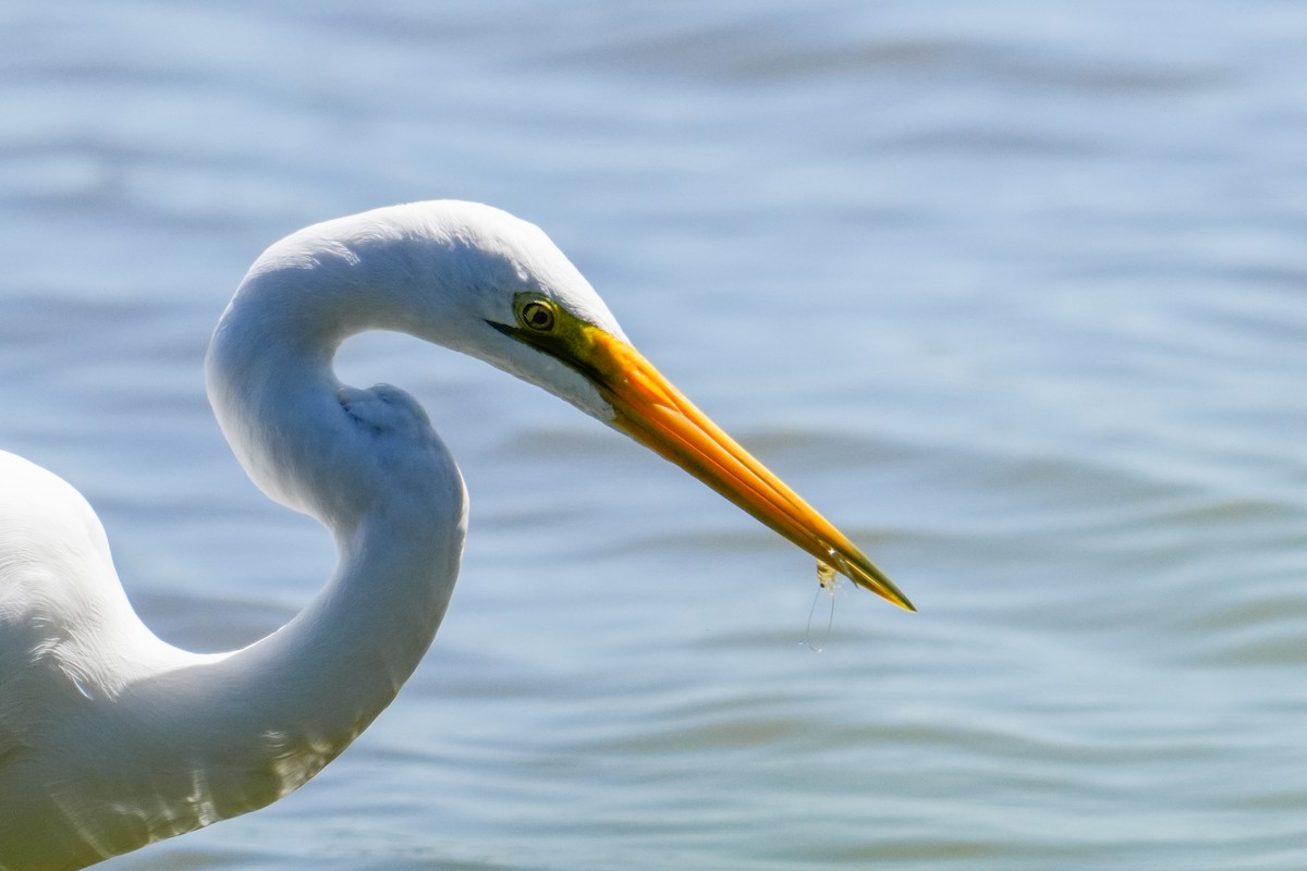 Koartza zuria - ML646215428