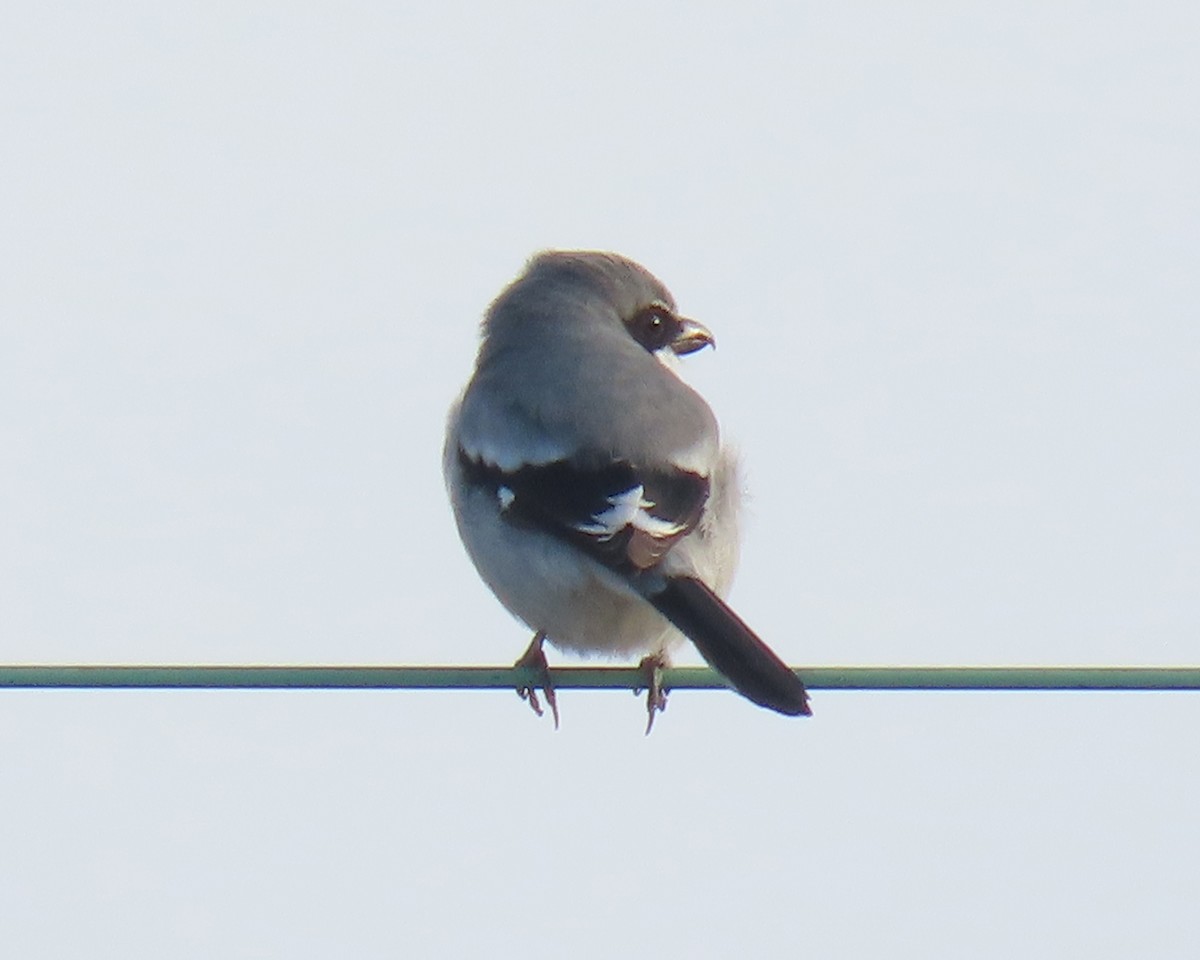 Loggerhead Shrike - ML646215430