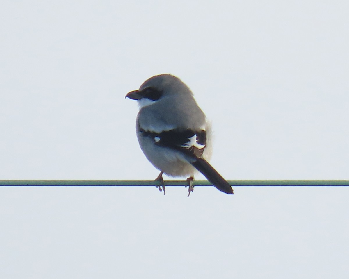 Loggerhead Shrike - ML646215431