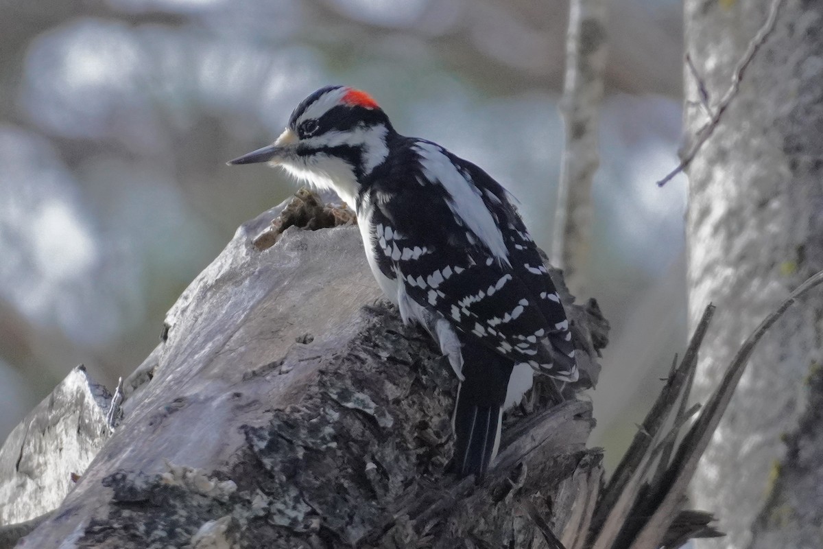 Hairy Woodpecker - ML646215432