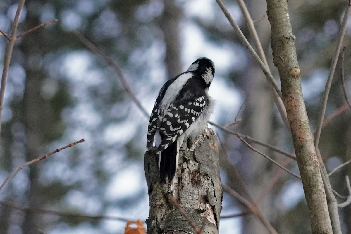 Hairy Woodpecker - ML646215433