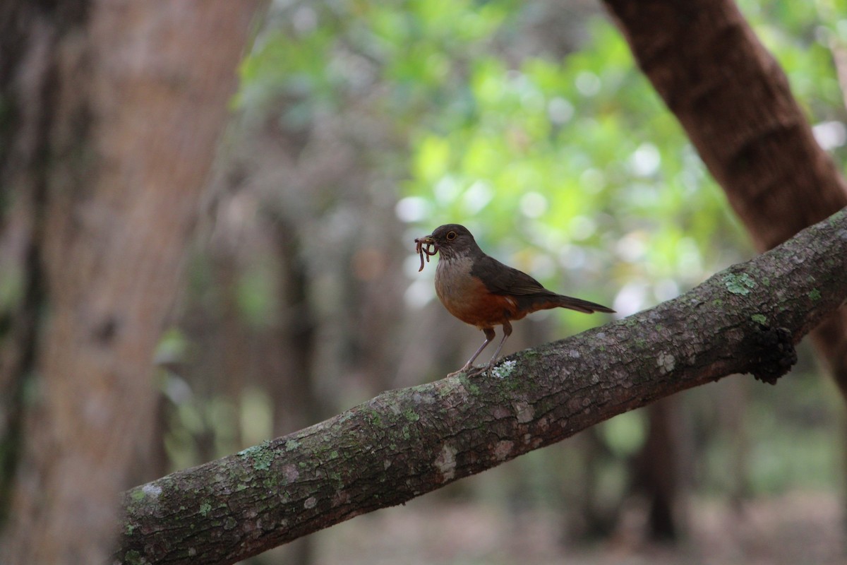 drozd rezavobřichý - ML646215435