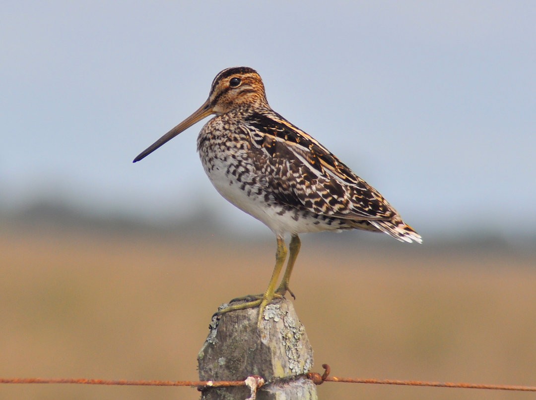 Pantanal Snipe - ML646215439