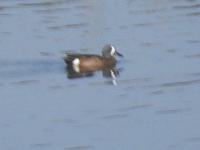 Blue-winged Teal - ML646215441