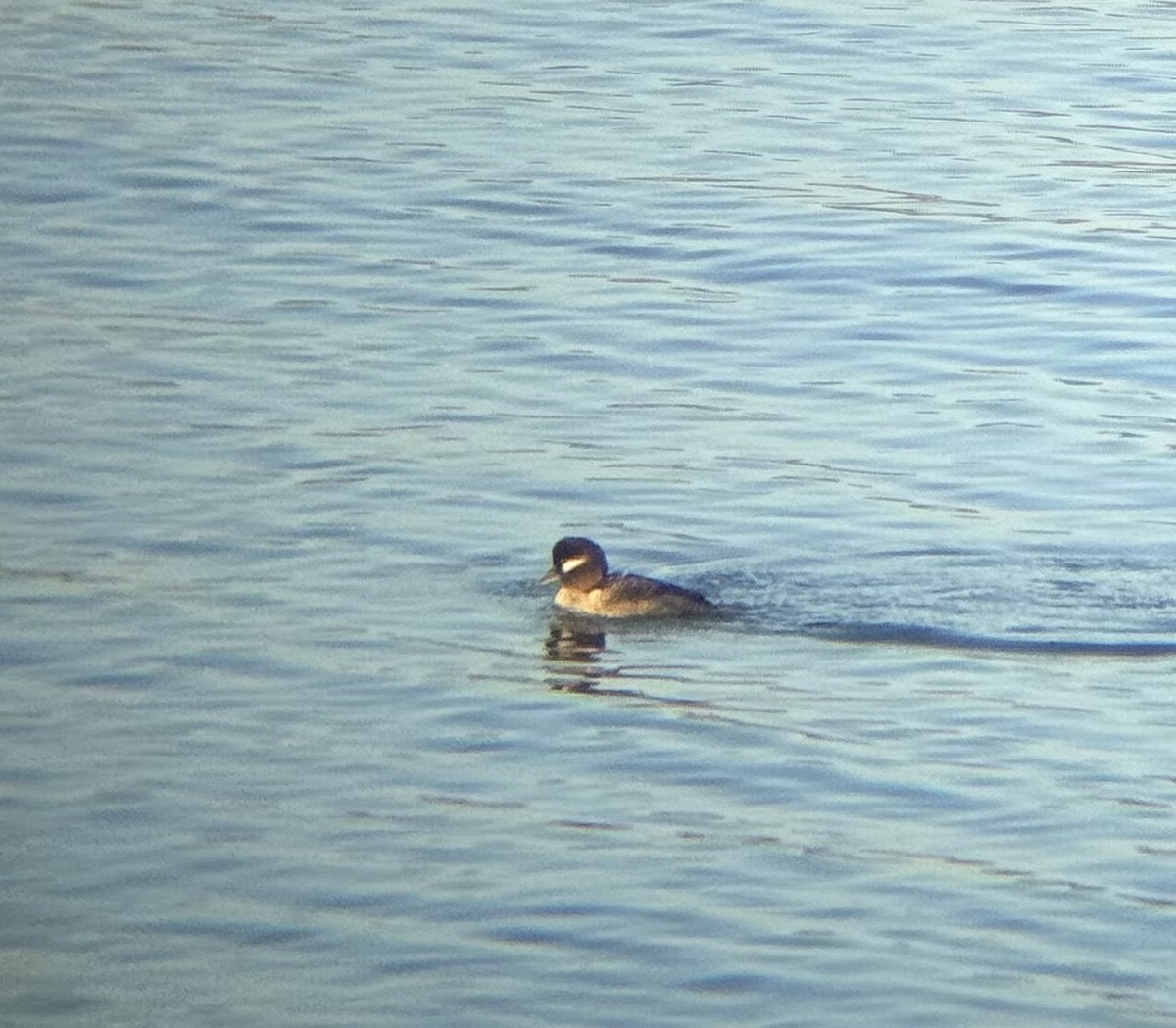 Bufflehead - ML646215444