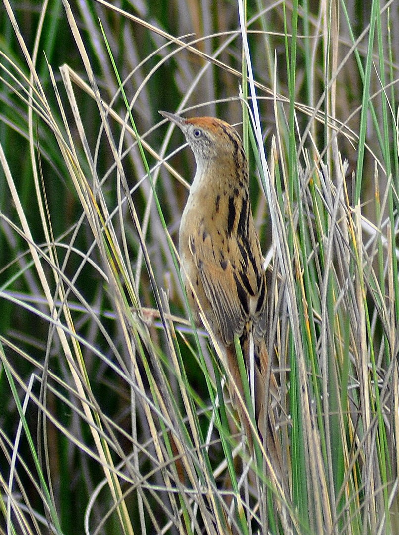 Bay-capped Wren-Spinetail - ML646215447