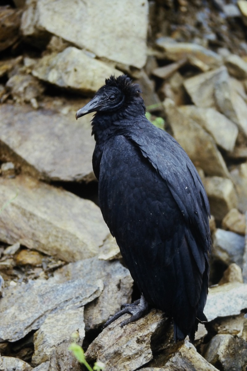 svartkondor - ML646215449