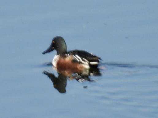 Northern Shoveler - ML646215450