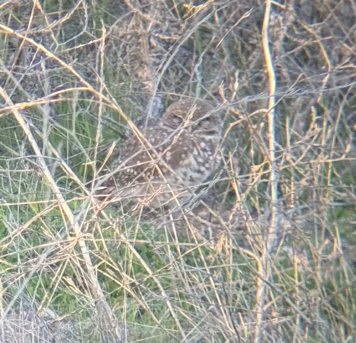 Burrowing Owl - ML646215455