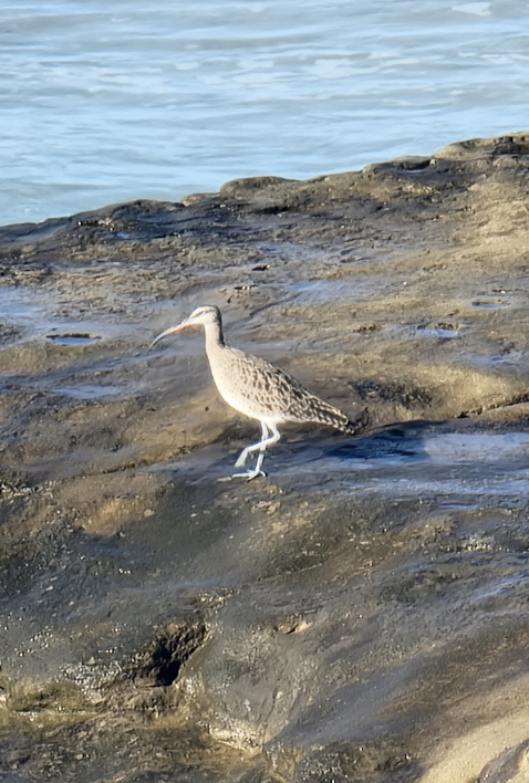 Zarapito Americano - ML646215457