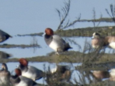 Redhead - ML646215460