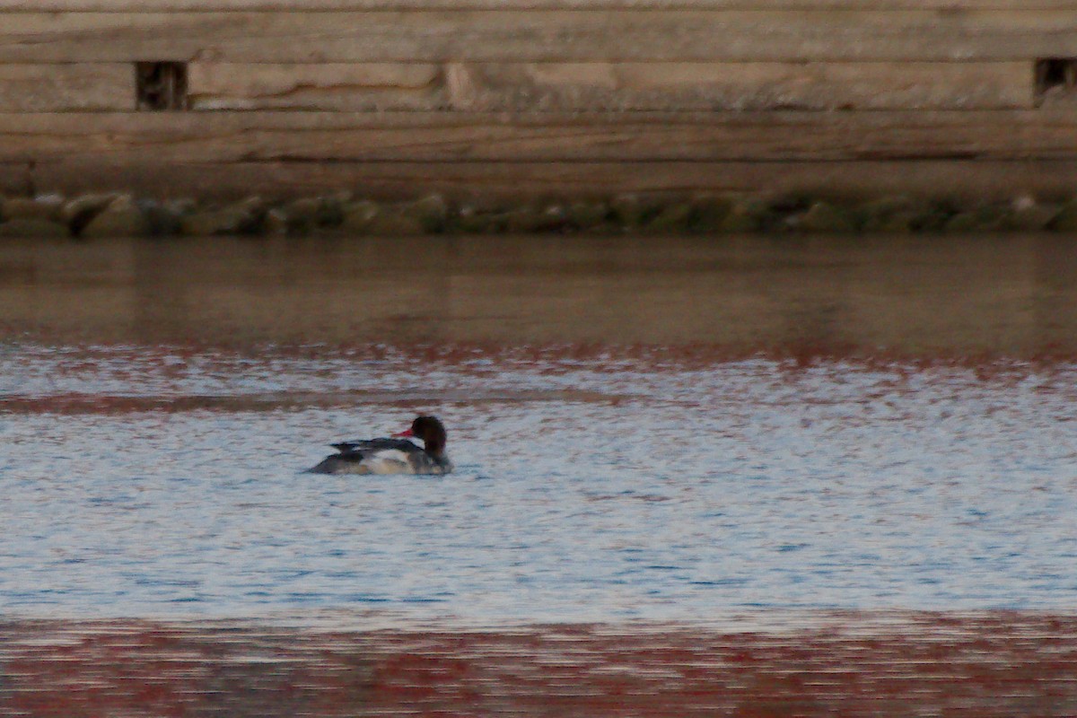 Common Merganser - ML646215464
