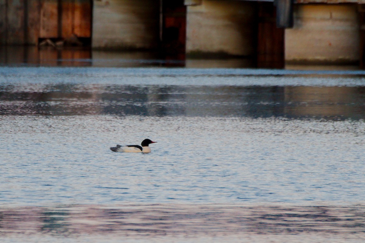 Common Merganser - ML646215465