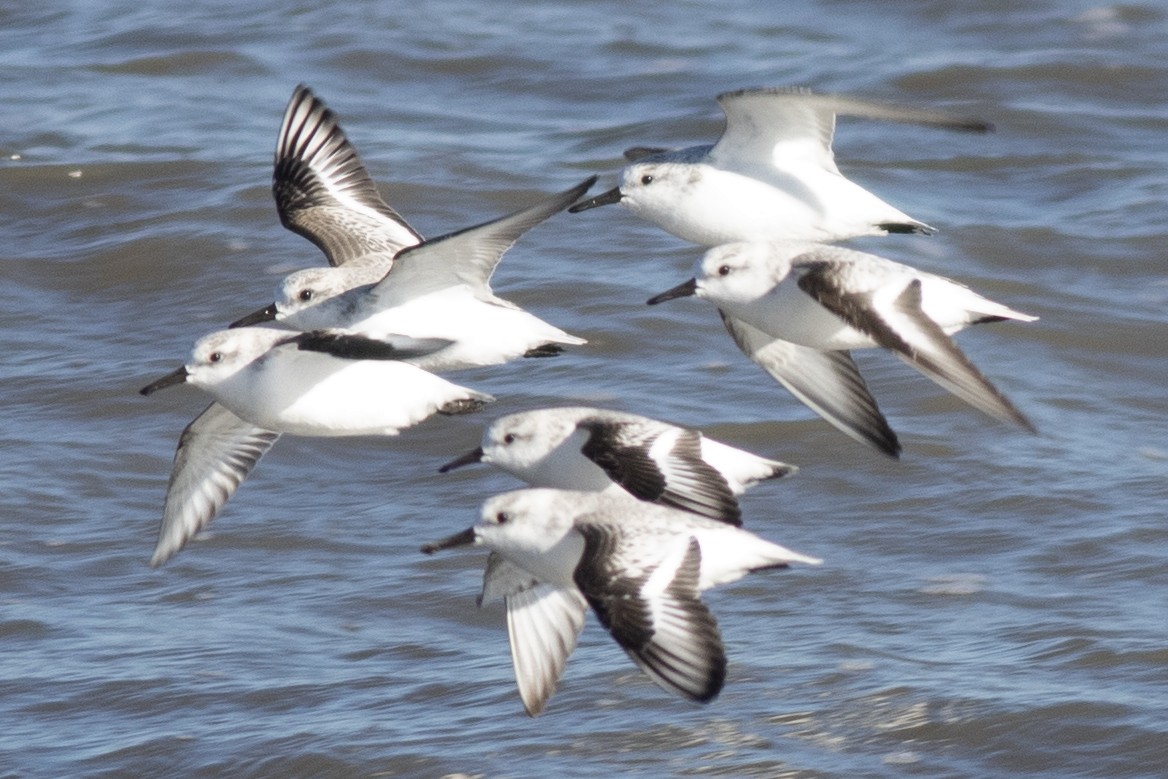 Txirri zuria - ML646215466