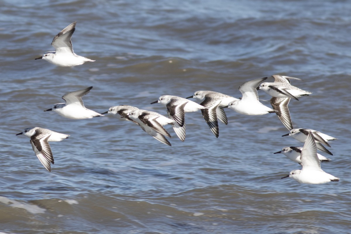 Txirri zuria - ML646215467