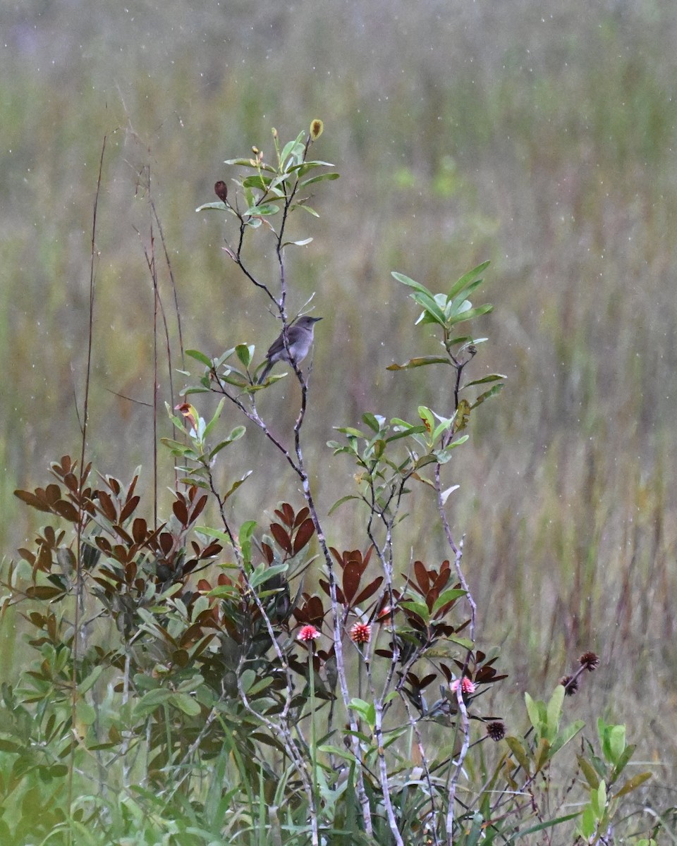 Дрізд кампінаський - ML646215469