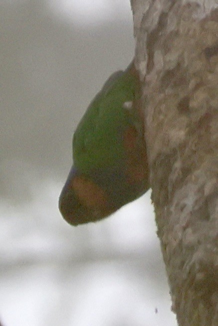 rødbukknøttpapitt - ML646215471