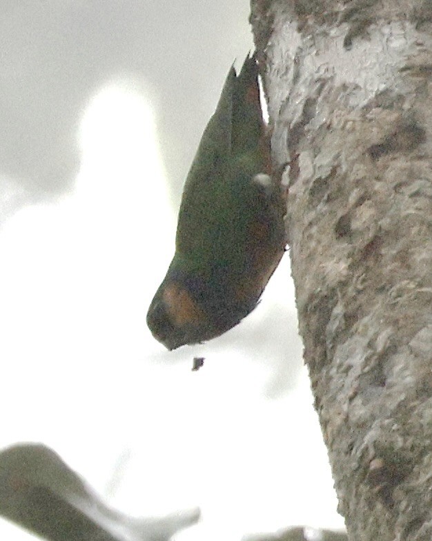 Папужка-пігмей червоноволий - ML646215472