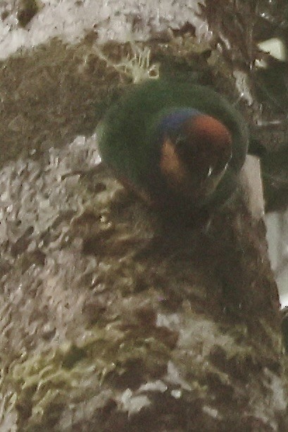 rødbukknøttpapitt - ML646215473