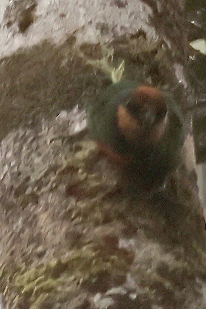 Папужка-пігмей червоноволий - ML646215474