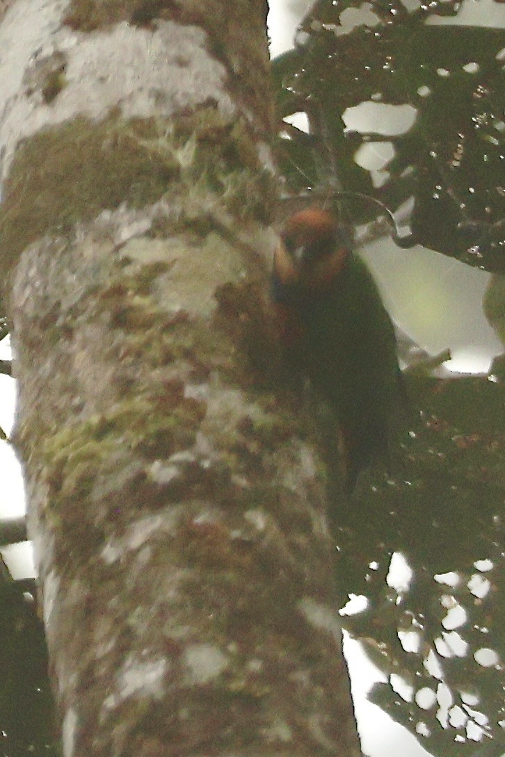 rødbukknøttpapitt - ML646215475