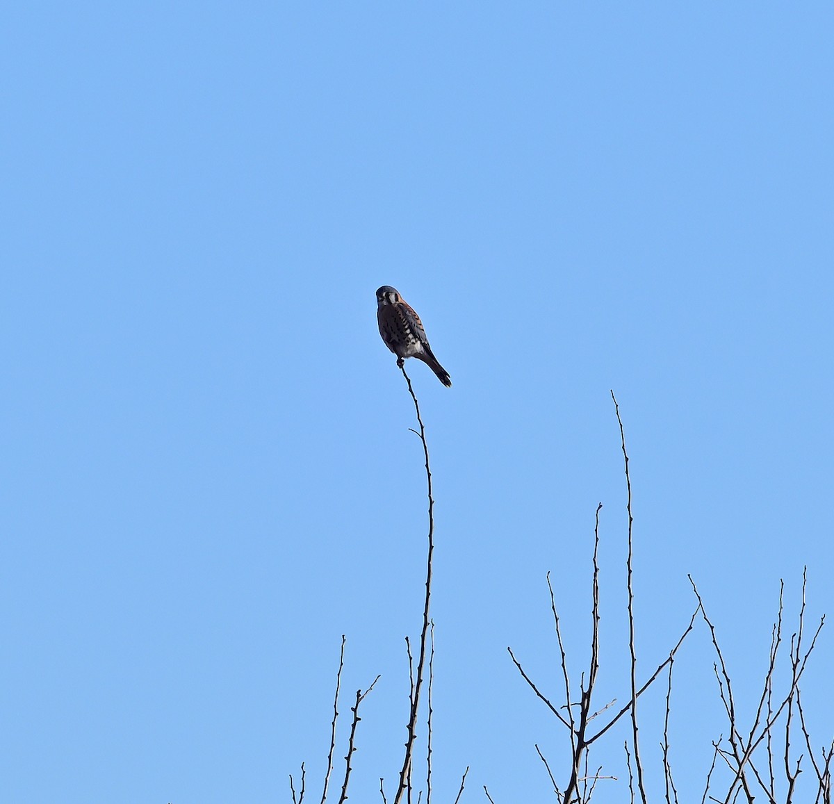 spurvefalk - ML646215476