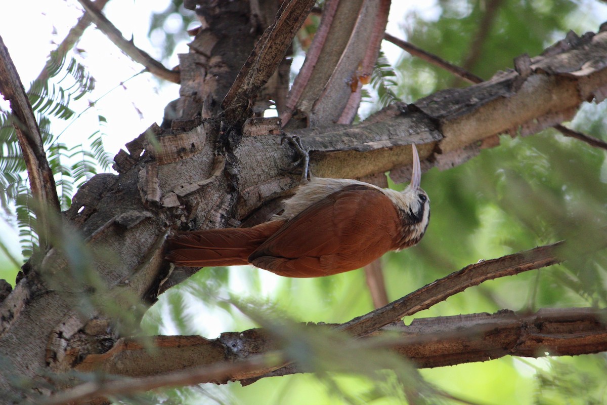 hvitbryntreløper - ML646215478