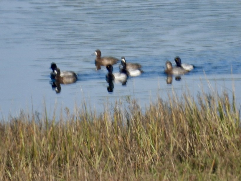 purpurhodeand - ML646215482